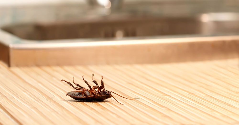 rutin ilaçlama, böcek ilaçlama, heşere ilaçlama, ilaçlama, ev ilaçlama, fabrika ilaçlama,  iş yeri ilaçlama, otel ilaçlama, hastane ilaçlama, restoran ilaçlama, mutfak ilaçlama, depo ilaçlama, 