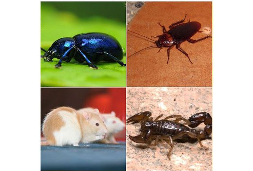 rutin ilaçlama, böcek ilaçlama, heşere ilaçlama, ilaçlama, ev ilaçlama, fabrika ilaçlama,  iş yeri ilaçlama, otel ilaçlama, hastane ilaçlama, restoran ilaçlama, mutfak ilaçlama, depo ilaçlama, apartman ilaçlama